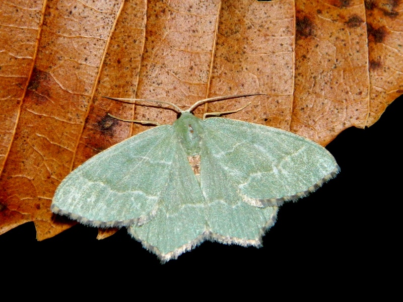 Hemithea aestivaria - Geometridae